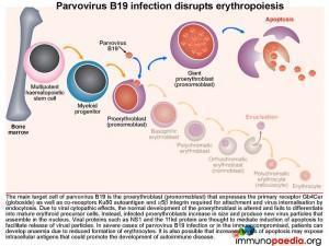 Parvovirus B19 infection disrupts erythropoiesis