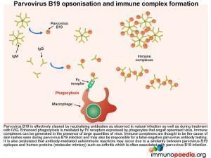 Parvovirus B19 opsonisation and immune complex formatioin