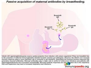 Passive acquisition of maternal antibodies by breastfeeding