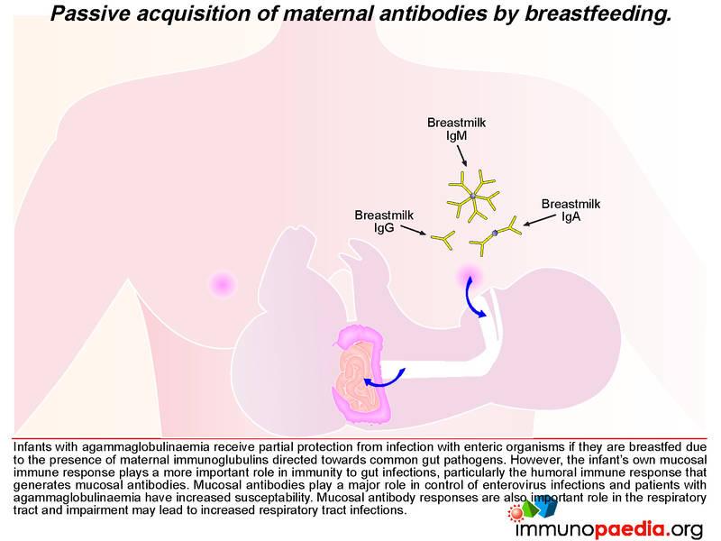 breastfeeding antibodies