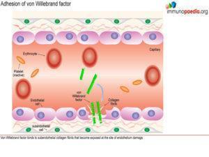 platelet activation_Page_4.1