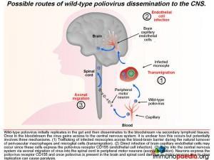 Possible routes of wild type poliovirus dissemination to the CNS