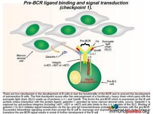 Pre BCR ligand binding and signal transduction