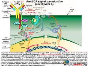 Pre BCR signal transduction checkpoint 1