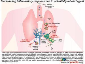 Precipitating inflammatory response due to potentially inhaled agent