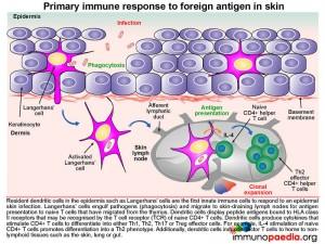 Primary immune response to foregn antigen in skin