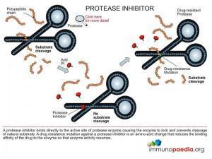 protease-inhibitor