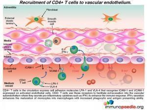 Recruitment of CD4+ T cells to vascular endothelium