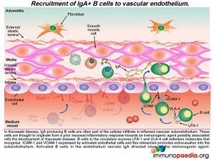 Recruitment of IgA+ cells to vascular endothelium