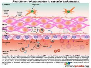 Recruitment of monocytes to-vascular endothelium