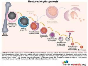 Restored erythropoiesis