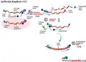 roche-amplicor-v1.5