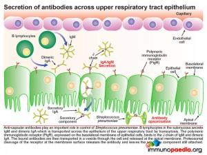 Secretion of antibodies across upper respiratory tract epithelium