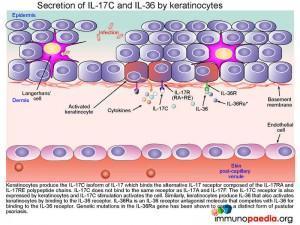 Secretion of IL-17C and IL-36 by keratinocytes