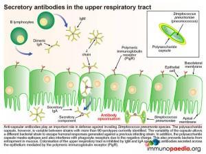 Secretory antibodies in the upper respiratory tract