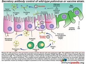 Secretory antibody control of wild type poliovirus or vaccine strain