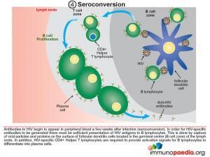 Seroconversion