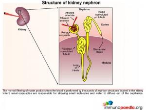 Structure of kidney nephron