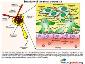 Structure of the renal corpuscle