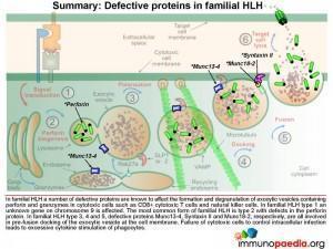 summary-defective-proteins-in-familial-hlh