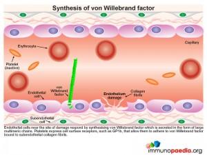 Synthesis of von Willebrand factor