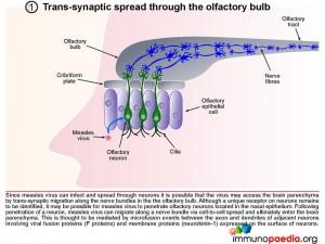 trans-synaptic-spread-through-the-olfactory-bulb
