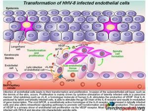 Transformation of HHV-8 infected endothelial cells