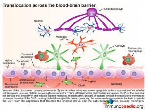 Translocation across the blood brain barrier