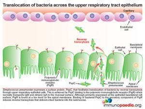 Translocation of bacteria across the upper respiratory tract epithelium
