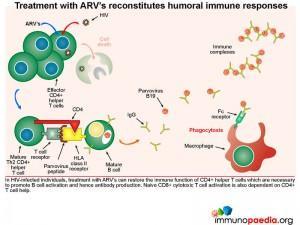 Treatment with ARV's reconstitutes humoral immune responses