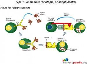 Type 1 -Immediate or atopic or anaphylactic