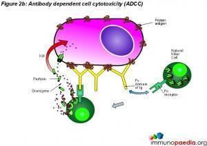 Figure 2b Antibody dependent cell cytotoxicity ADCC