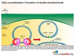 V(D)J recombination Formation of double stranded break