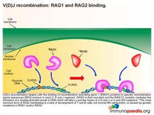 V(D)J recombination RAG1 and RAG2 binding
