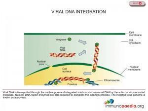 viral-dna-intergration