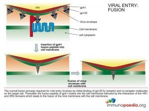 viral-entry-fusion