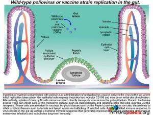 Wild-type poliovirus or vaccine strain replication in the gut