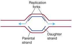 Replication-forks