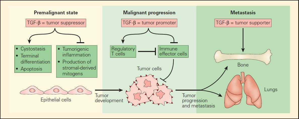 the role of TGF-b in mediating the tumour development