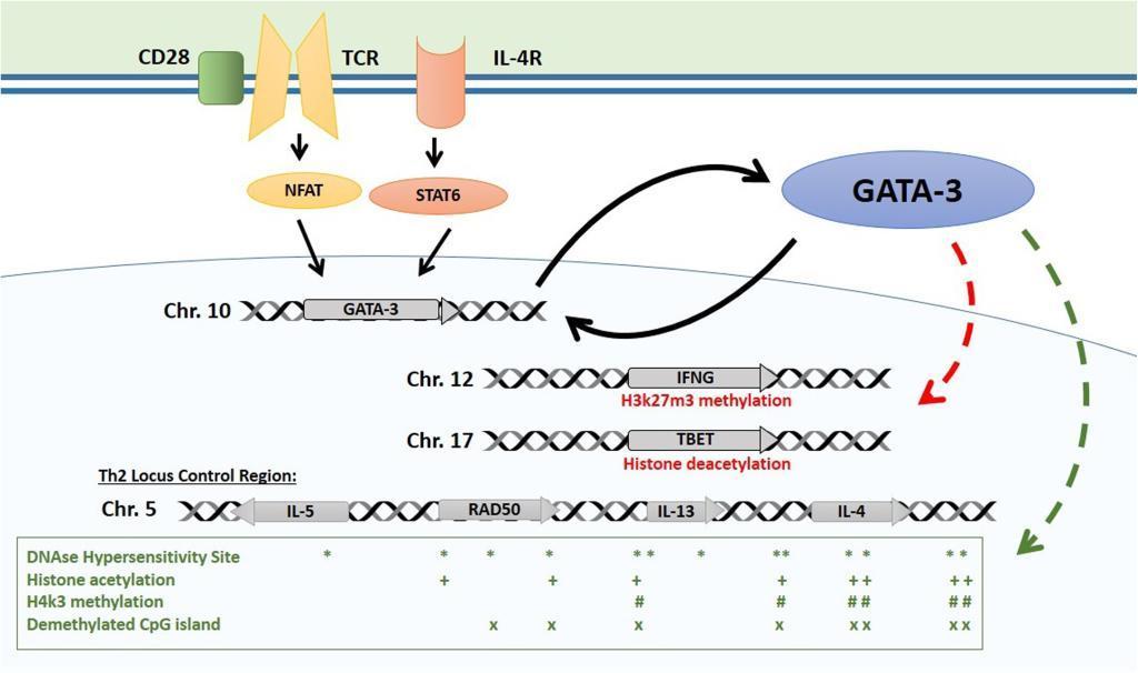 Epigenetic control of the Th2 locus