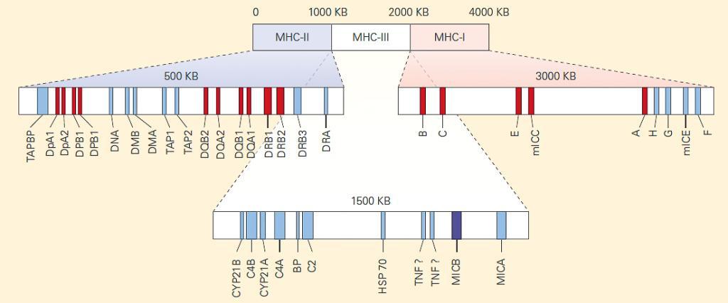 Genetic map of the MHC regions