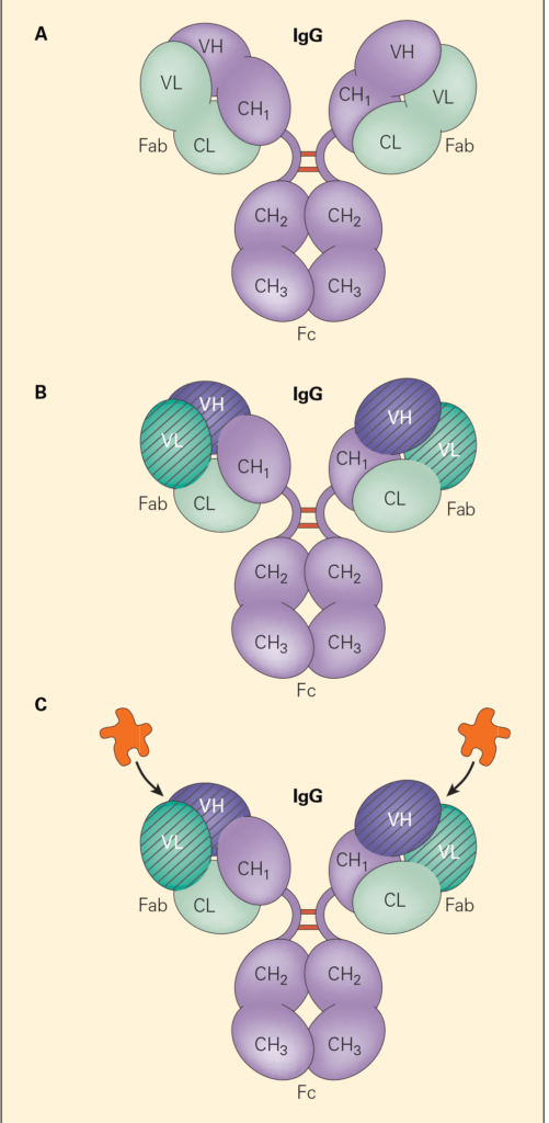 IgG molecule