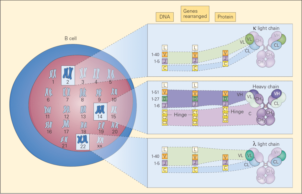 genetic loci which control immunoglobulin synthesis 