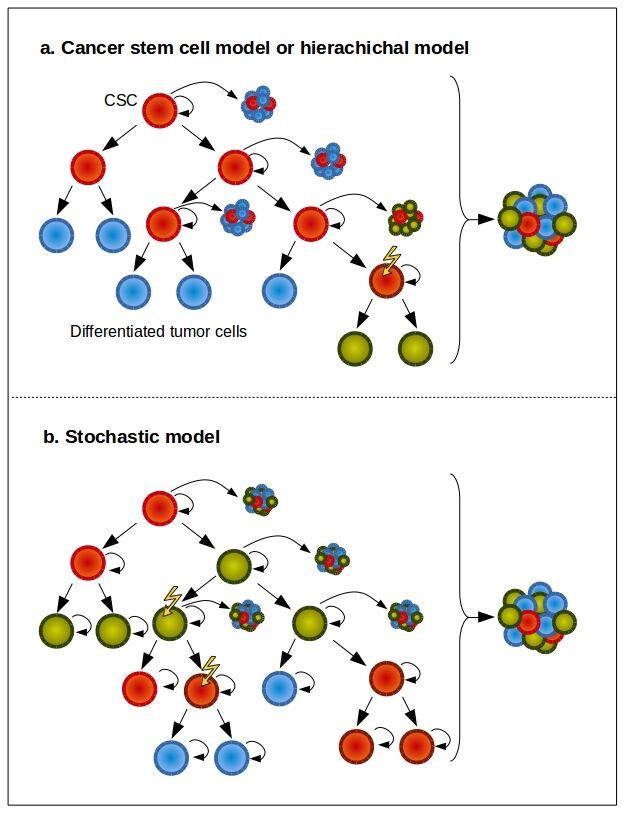 CSC and stochastic models of tumour growth