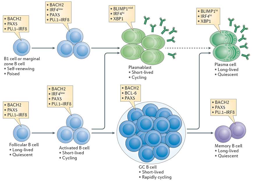 The cellular stages of late B cell differentiation