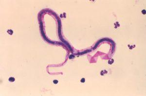 nematode