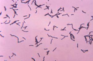 bifidobacterium