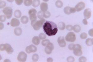 monocyte