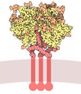 HIV Envelope glycoprotein