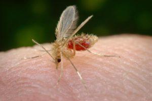 Phlebotomus papatasi sand fly